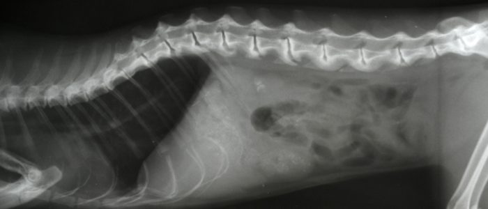 Врожденная патология хвоста у скотишфолд — дискоспондилит у кошек