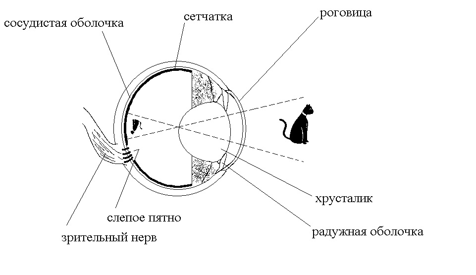 Принцип работы хрусталика практическая работа 8. Строение глаза кошки схема. Строение кошачьего глаза схема. Анатомическое строение глаза кошки. Структура глазного яблока лошади.