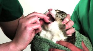 Что будет если дать кошке супрастин от аллергии thumbnail