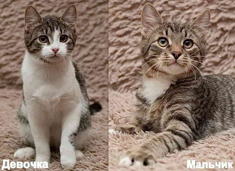 Как Отличить Кота От Кошки Фото