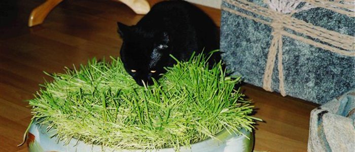 trava dlya kota