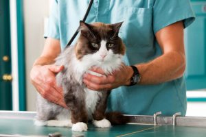 Передозировка витаминами у кошек симптомы thumbnail