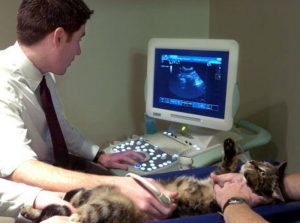 Диафрагмальная грыжа у кошки симптомы thumbnail