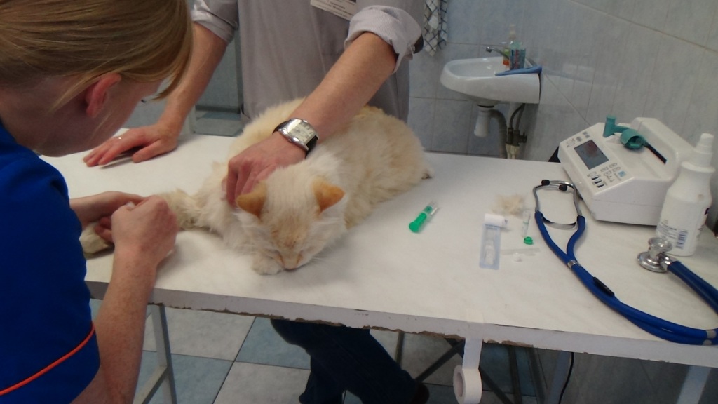 Ветеринар усыпить кошку. Клиническое исследование кошки. Забор крови Ветеринария.
