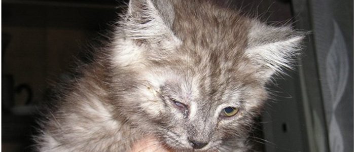 Закисают глаза у котенка лечение в домашних условиях thumbnail