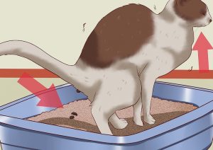 Заболевание желудка у кошки лечение thumbnail