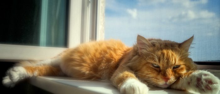 можно ли коту сидеть под вентилятором