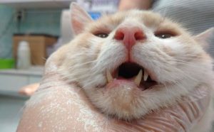 Признаки ушиба внутренних органов у кошки thumbnail
