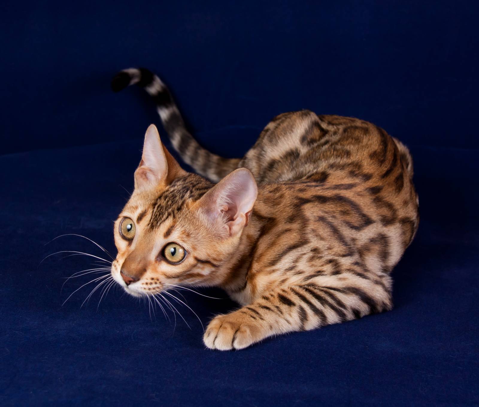 Бенгальская порода характер. Бенгальская кошка. Кошки бенгальской породы. Бенгальская кошка породы кошек. Бенгальская короткошерстная кошка.