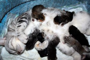 Кормящая кошка