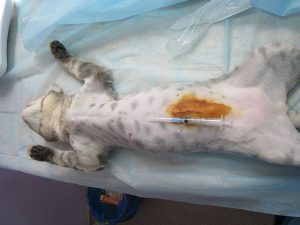 Гуляют ли стерилизованные кошки?