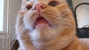 Ожог языка у кошки thumbnail