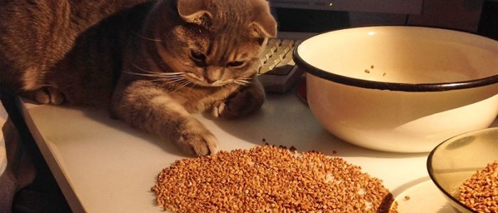 Какой кашей кормить котенка