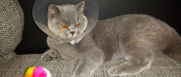 Сколько носить воротник после кастрации кота: ошейник для кошек после операции