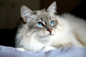 Кличка для кошки сибирской породы thumbnail