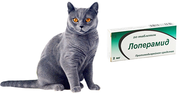 Какие таблетки можно давать котам. Лекарство от поноса кошек лекарство для кошек. Таблетки для котов от диареи. Средство от диареи для кошек. Капли от поноса для кошек.