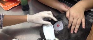 Как вылечить кошку от укуса собаки thumbnail