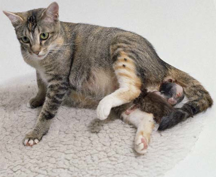 Почему кошка съедает своих котят. Беременные коты.