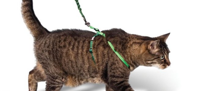 Шлейка для кота своими руками: пошаговая инструкция