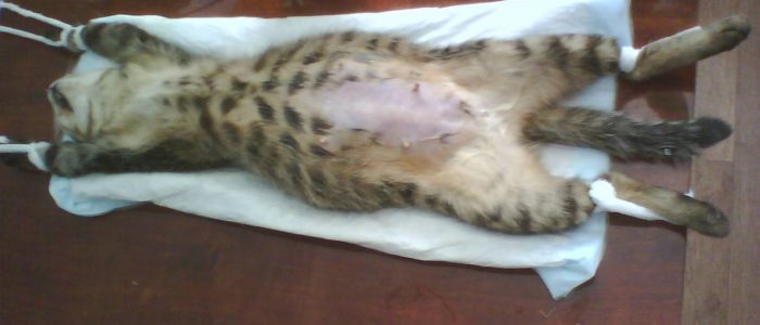 когда можно стерилизовать бенгальскую кошку