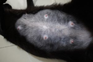 Рвота кошек во время беременности thumbnail