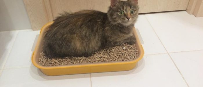 Как приучить уличного кота к лотку