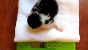 Через какое время у кошки после родов появляется молоко thumbnail
